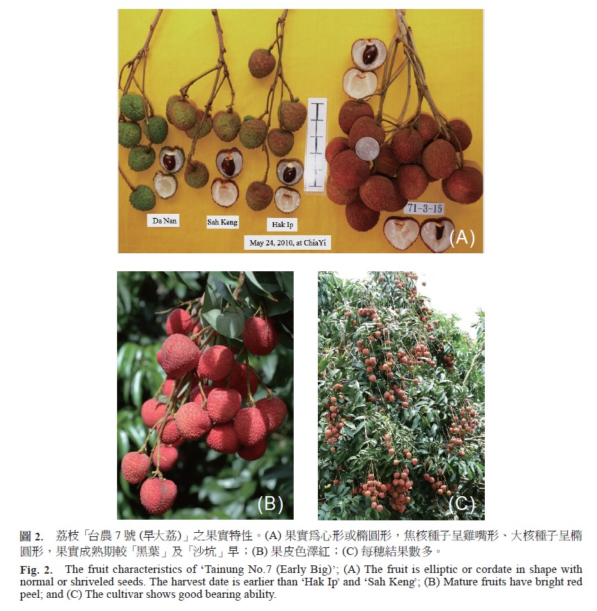 The fruit characteristics of ‘Tainung No.7 (Early Big)’, (A) The fruit is elliptic or cordate in shape with normal or shriveled seeds. The harvest date is earlier than ‘Hak Ip’ and ‘Sah Keng’, (B) Mature fruits have bright red peel, and (C) The cultivar shows good bearing ability.